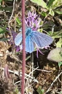 <i>Lysandra bellargus</i>