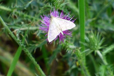 <i>Patania ruralis</i>