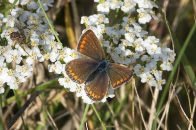 <i>Polyommatus icarus</i>