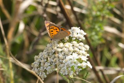 <i>Lycaena phlaeas</i>