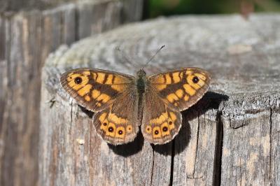 <i>Lasiommata megera</i>