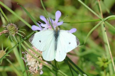 <i>Pieris rapae</i>