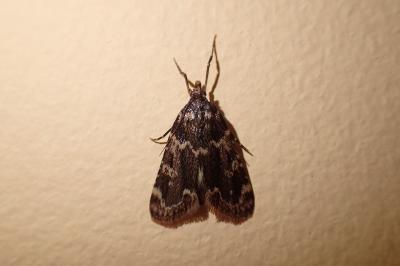 Pyralidae