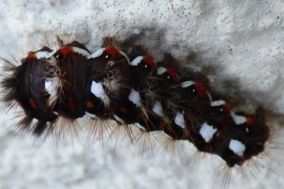 <i>Acronicta rumicis</i>