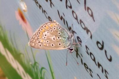 <i>Polyommatus icarus</i>