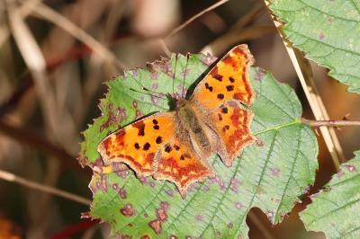 <i>Polygonia c-album</i>