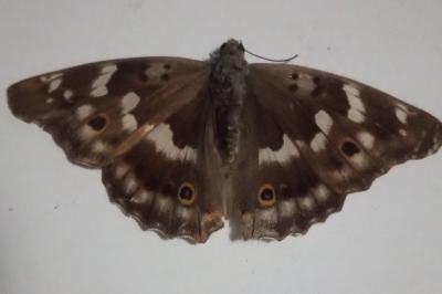 <i>Apatura ilia</i>