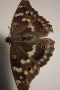 <i>Apatura ilia</i>