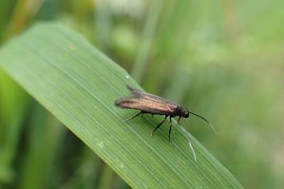 <i>Monochroa tenebrella</i>