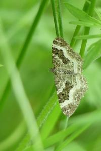 <i>Epirrhoe alternata</i>