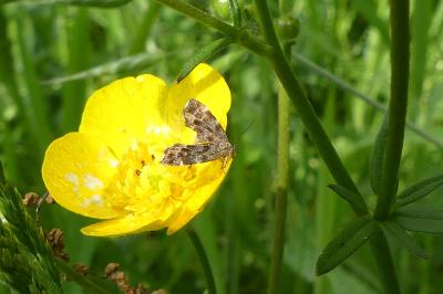 <i>Anthophila fabriciana</i>
