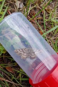 <i>Ematurga atomaria</i>