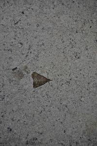 <i>Hypena obsitalis</i>