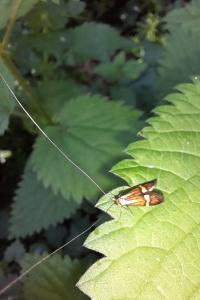 <i>Nemophora</i>