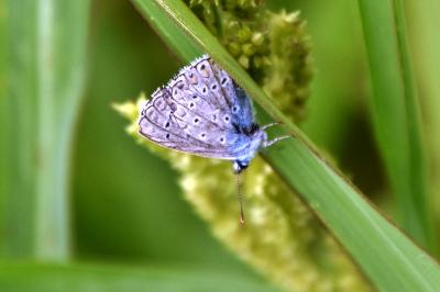 <i>Polyommatus icarus</i>