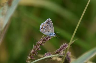 <i>Polyommatus icarus</i>