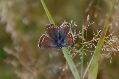 <i>Polyommatus icarus</i>