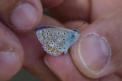 <i>Polyommatus icarus</i>