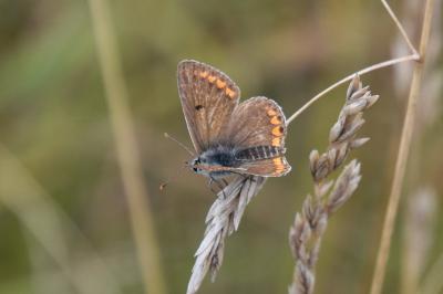<i>Aricia agestis</i>