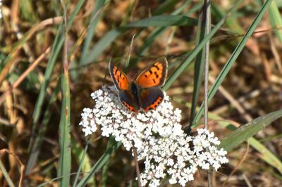 <i>Lycaena phlaeas</i>