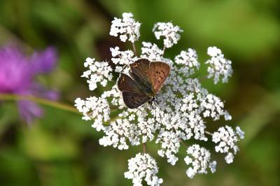 <i>Lycaena tityrus</i>