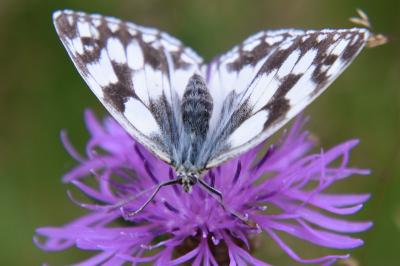 <i>Melanargia galathea</i>