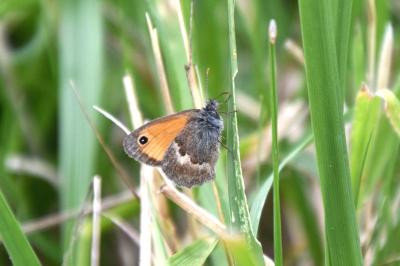 <i>Coenonympha pamphilus</i>