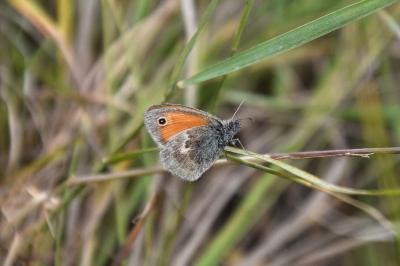 <i>Coenonympha pamphilus</i>