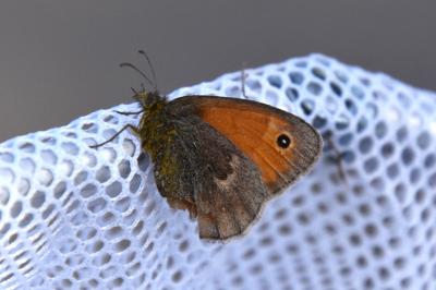 <i>Coenonympha pamphilus</i>
