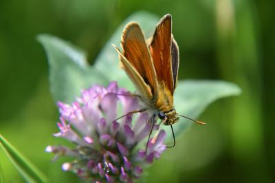 <i>Thymelicus sylvestris</i>