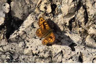 <i>Lasiommata megera</i>