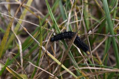 <i>Aglais io</i>