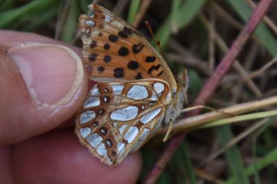 <i>Issoria lathonia</i>