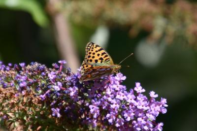 <i>Issoria lathonia</i>