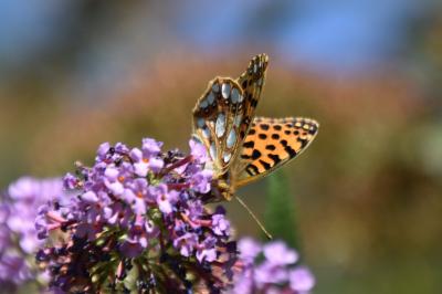 <i>Issoria lathonia</i>