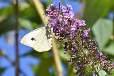 <i>Pieris brassicae</i>
