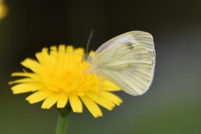 <i>Pieris napi</i>