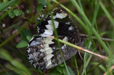 <i>Brintesia circe</i>