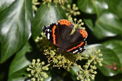 <i>Vanessa atalanta</i>