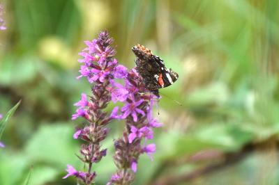 <i>Vanessa atalanta</i>