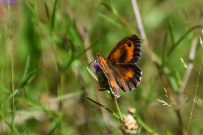 <i>Pyronia tithonus</i>