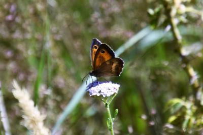 <i>Pyronia tithonus</i>