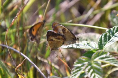 <i>Pyronia tithonus</i>