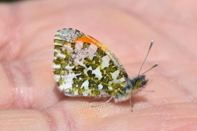 <i>Anthocharis cardamines</i>