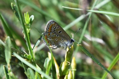<i>Polyommatus icarus</i>