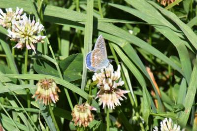<i>Polyommatus icarus</i>