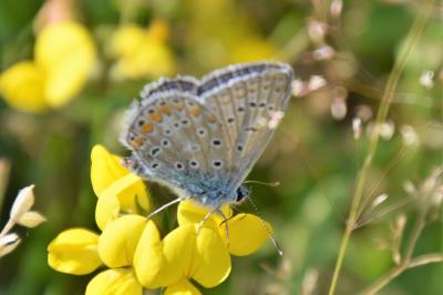 <i>Polyommatus icarus</i>