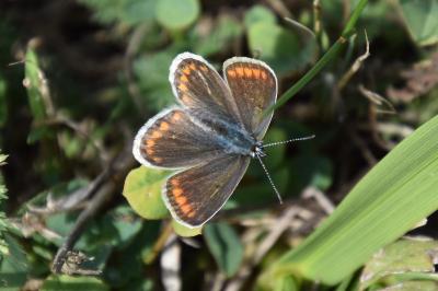 <i>Polyommatus icarus</i>