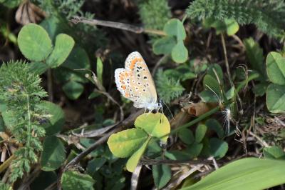 <i>Polyommatus icarus</i>
