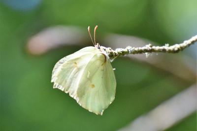 <i>Gonepteryx rhamni</i>
